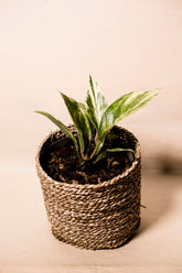 Anthurium jenmanii variegata